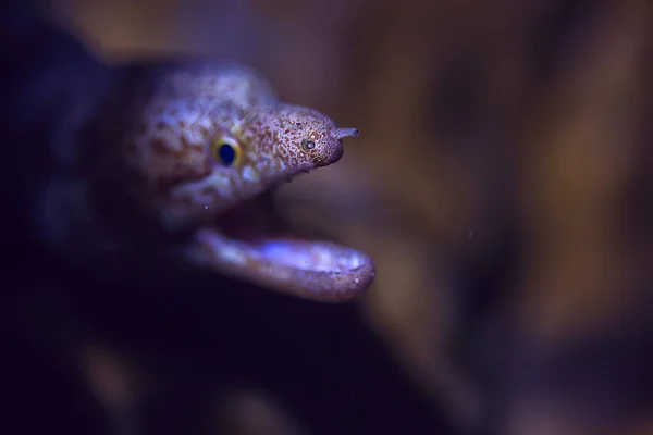 水下的莫雷鳗鱼 美丽的海水水下景观 — 图库照片
