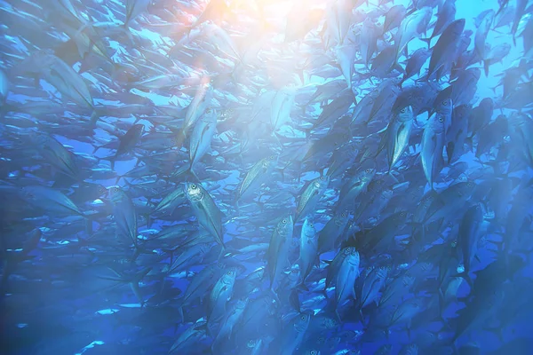 Güneş Işınları Scuba Resif Mavi Deniz Soyut Arka Plan Güneşli — Stok fotoğraf