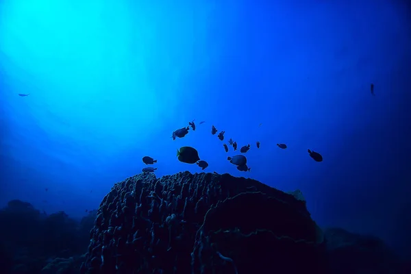 Sualtı Sahnesi Mercan Resifi Dünya Okyanus Yaban Hayatı Manzara — Stok fotoğraf