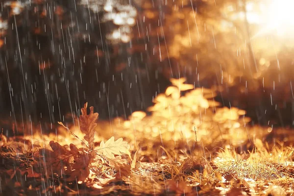 Paysage Automne Jour Pluie Dans Parc Ville Arbres Jaunes Sous — Photo