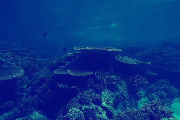 珊瑚礁复古色调 不寻常的景观 水下生活 海洋自然 — 图库照片