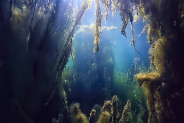 Mangroves Sualtı Peyzaj Arka Plan Soyut Çalılar Ağaçlar Şeffaf Doğa — Stok fotoğraf