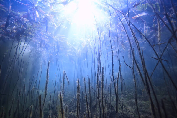 Sun rays river underwater landscape / abstract underwater landscape plants fresh ecosystem