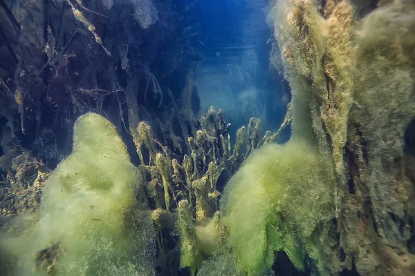Озеро Подводный Пейзаж Абстрактный Голубая Прозрачная Вода Экологическая Охрана Природы — стоковое фото