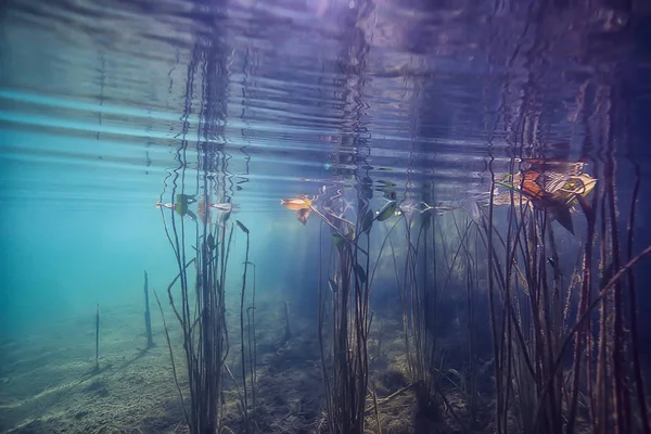 Mangroves Paysage Sous Marin Fond Buissons Abstraits Arbres Sur Eau — Photo