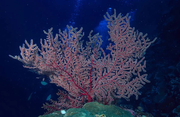 Gorgonien Große Verzweigte Korallen Riff Meereslandschaft Unterwasserleben Ozean — Stockfoto