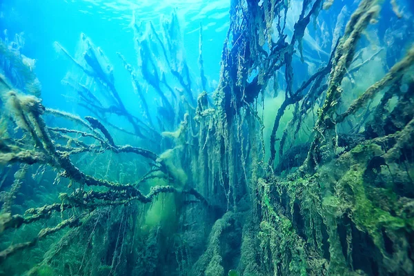 Arbres Submergés Inondé Sous Marin Lac Jungle Eau Douce Écologie — Photo