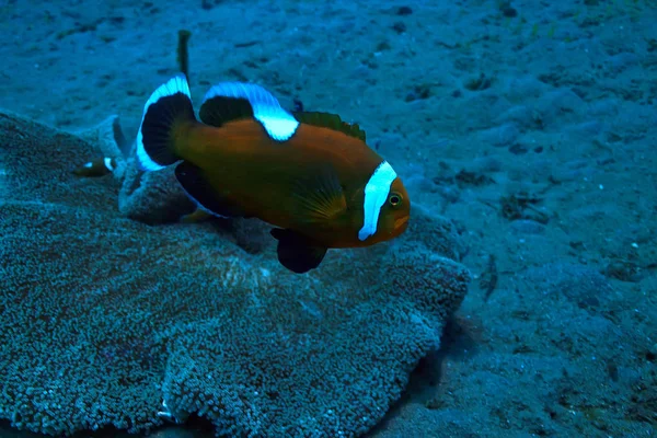 Клоун Риба Кораловий Риф Макро Під Водою Сцена Вид Коралову — стокове фото
