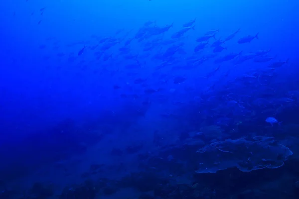 Mundo Submarino Mar Azul Desierto Océano Mundial Increíble Bajo Agua — Foto de Stock