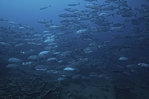 Mange Caranx Undersøiske Store Fisk Flok Undersøiske Verden Ocean Økologiske - Stock-foto