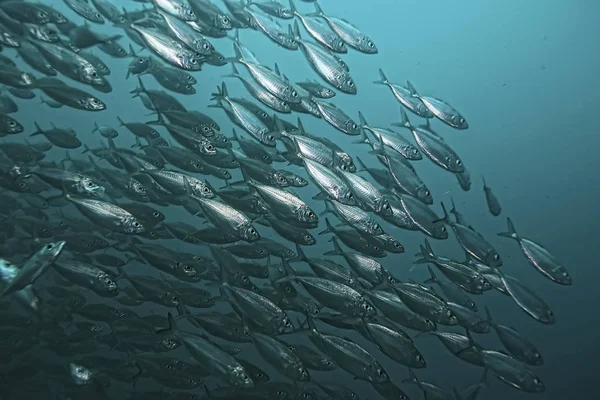 Sacco Piccoli Pesci Mare Sotto Acqua Colonia Pesci Pesca Oceano — Foto Stock