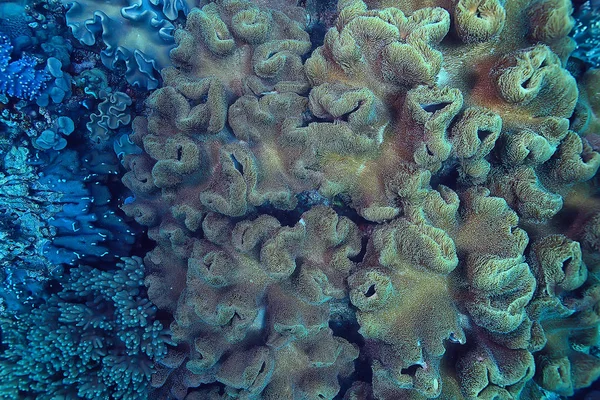Recifes Coral Macro Textura Fundo Ecossistema Marinho Abstrato Recife Coral — Fotografia de Stock
