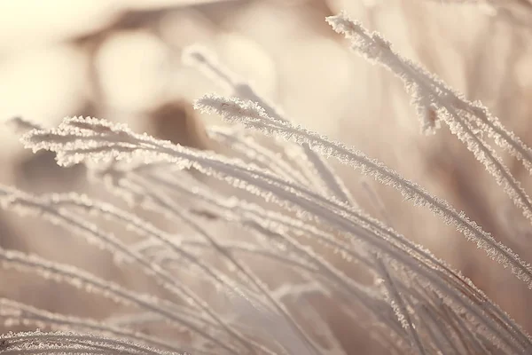 Paesaggio Invernale Nella Foresta Tempo Nevoso Gennaio Bellissimo Paesaggio Nella — Foto Stock