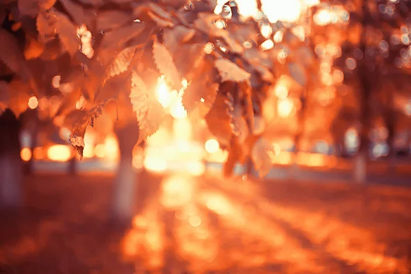 Herfst Landschap Achtergrond Met Gele Bladeren Zonnige Herfst Dag Zonnestralen — Stockfoto