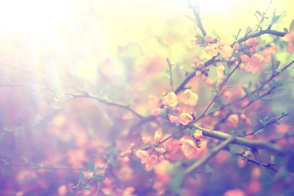 Przetargu Wiosna Kwiaty Tło Piękny Obraz Gałęzi Kwitnienia — Zdjęcie stockowe