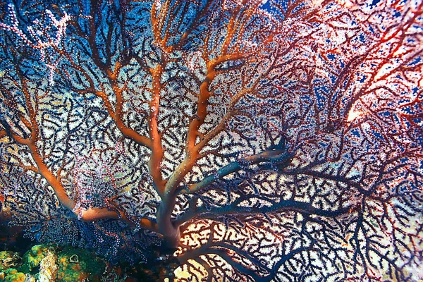 Terumbu Karang Makro Tekstur Abstrak Ekosistem Laut Latar Belakang Pada — Stok Foto