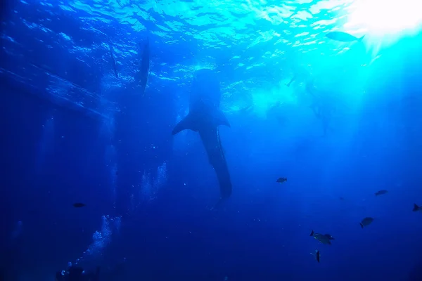 Κάτω Από Τον Θαλάσσιο Ωκεανό Τοπίο Υποβρύχιος Κόσμος Σκηνή Μπλε — Φωτογραφία Αρχείου