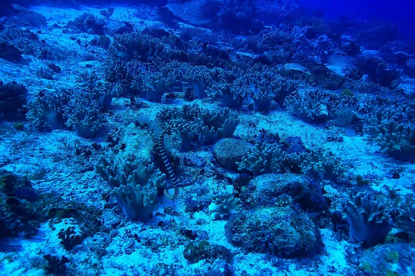 Pod Wodą Oceanu Krajobraz Podwodny Świat Scena Niebieski Idyll Natura — Zdjęcie stockowe