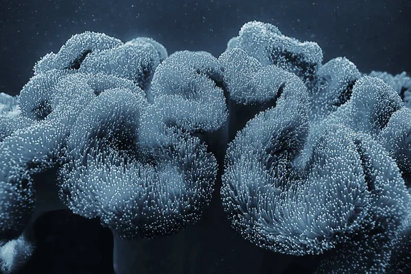 珊瑚礁宏观 珊瑚礁上抽象的海洋生态系统背景 — 图库照片