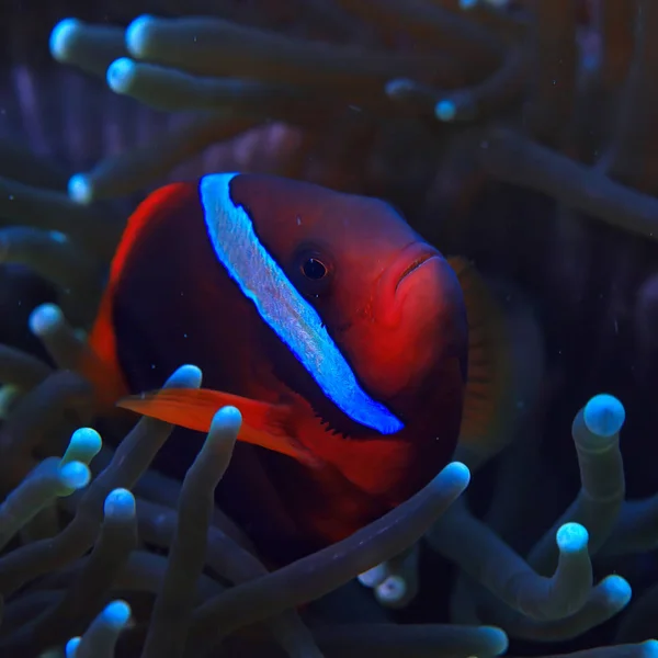 Bohóc Hal Korallzátony Makró Víz Alatti Jelenet Kilátás Korall Hal — Stock Fotó