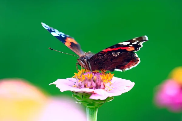 Πεταλούδα Λουλούδι — Φωτογραφία Αρχείου