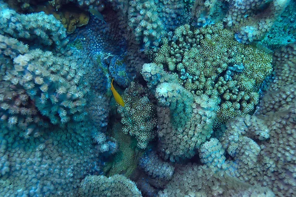 水中シーン サンゴ礁 世界の海洋野生動物の風景 — ストック写真