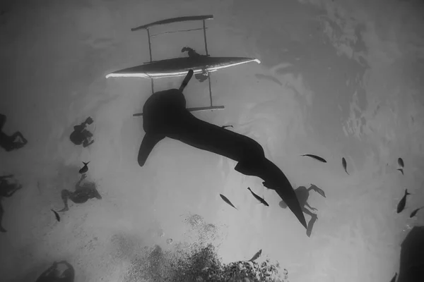 Žraločí Scenérie Krajina Abstraktní Podmořská Ryba Dobrodružství Potápění Šnorchlování — Stock fotografie