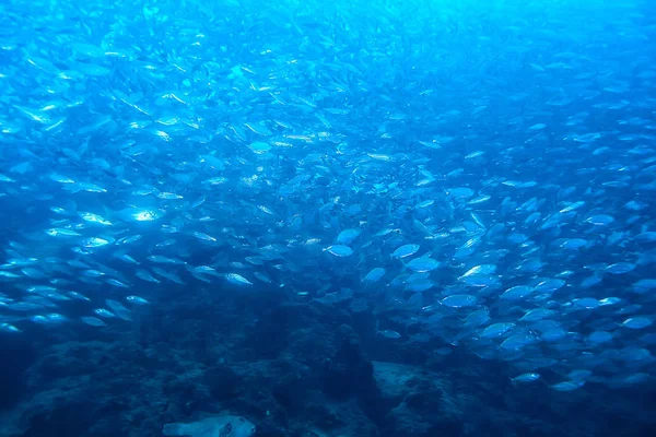 Spousta Malých Ryb Moři Pod Vodou Rybí Kolonií Rybolov Příroda — Stock fotografie