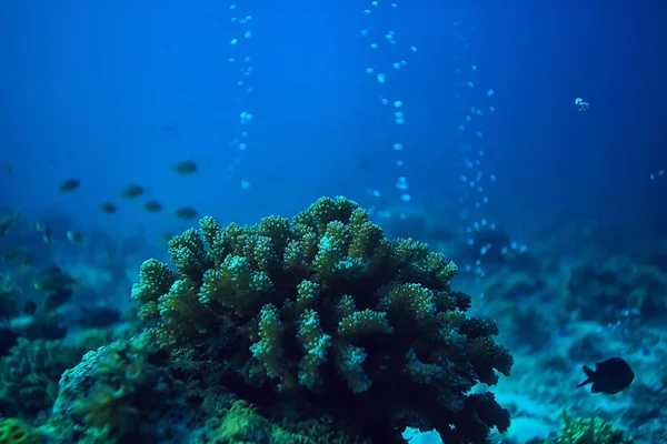 Кораловий Риф Під Водою Лагуною Коралами Підводний Пейзаж Снорклінгова Подорож — стокове фото