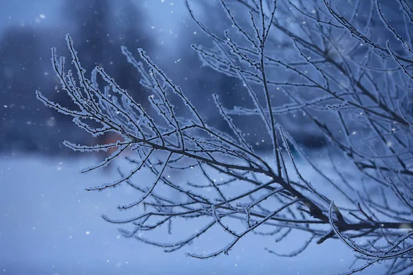 Χειμερινό Τοπίο Στο Δάσος Χιονισμένος Καιρός Τον Ιανουάριο Όμορφο Τοπίο — Φωτογραφία Αρχείου