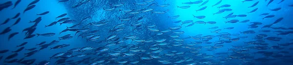 海洋中的许多小鱼在水下 海洋野生动物现场 — 图库照片