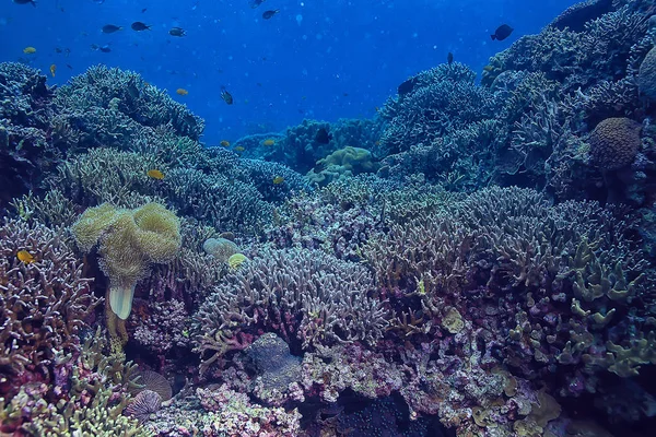 海洋生態系水中ビュー 青い海の野生の自然 抽象的な背景 — ストック写真