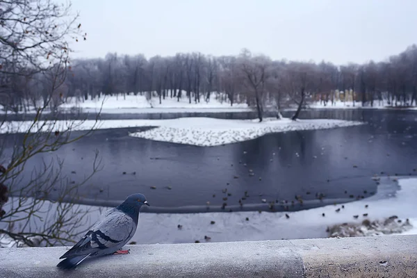 Telelő Madarak Madárállomány Téli Vadon Élő Madarak Téli Tónál Szezonális — Stock Fotó