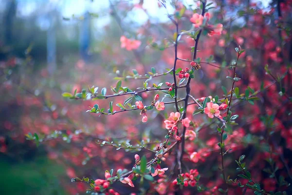 Anbud Våren Blommor Bakgrund Vacker Bild Blommande Grenar — Stockfoto