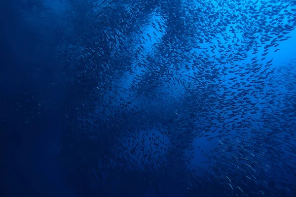 海の生態系の下で Scad Exe あなただけ抱き 青の背景に魚の大学校 抽象的な魚の生きている — ストック写真