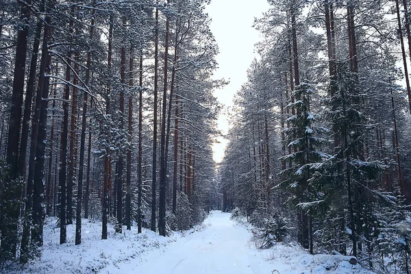 森の中の冬の風景 月の雪の天気 雪の森の美しい風景 北への旅 — ストック写真