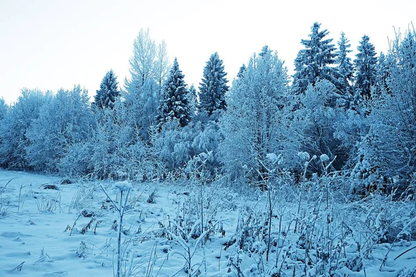 Vinter Landskap Skogen Snöigt Väder Januari Vackra Landskap Den Snöiga — Stockfoto