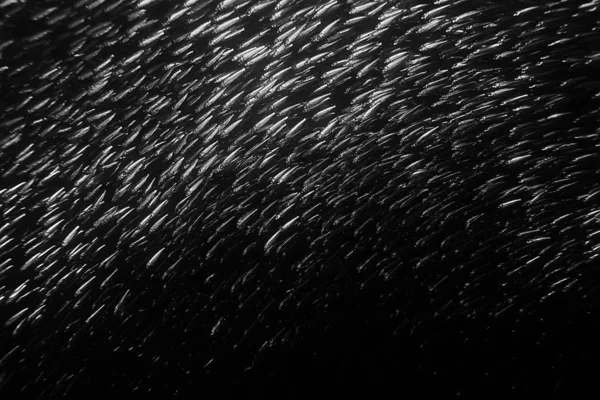 Broussaille Sous Eau Écosystème Marin Grand Banc Poissons Sur Fond — Photo