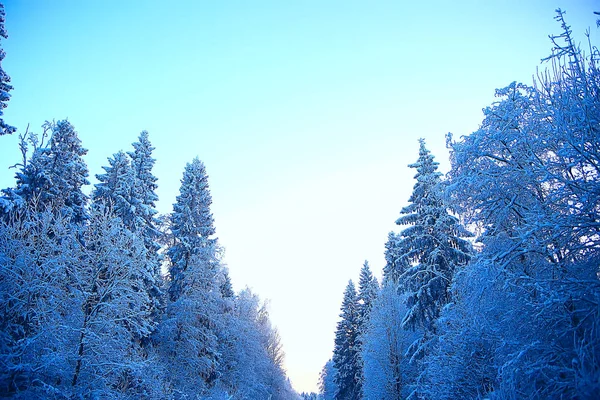 Winterlandschaft Wald Schneewetter Januar Schöne Landschaft Verschneiten Wald Ein Ausflug — Stockfoto