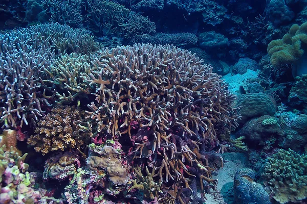 Podmořská Houba Mořský Život Korálový Útes Pod Vodou Scéna Abstraktní — Stock fotografie