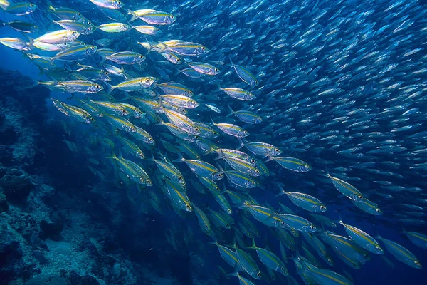 Scad Jamb Sotto Ecosistema Acqua Mare Grande Scuola Pesci Sfondo — Foto Stock