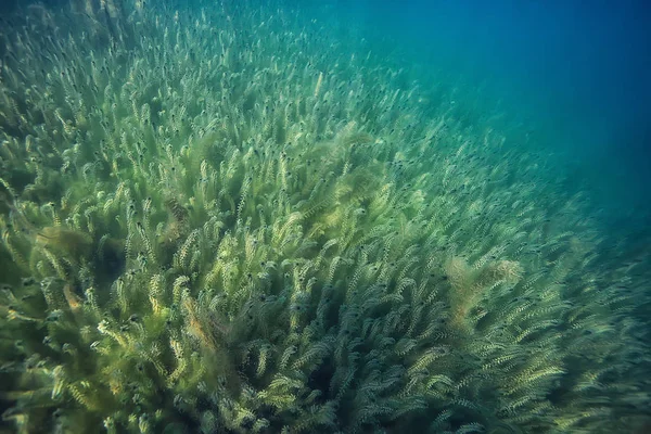 Підводний Зелений Пейзаж Природа Підводне Екологічне Озеро Дике Дайвінг — стокове фото