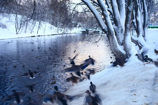 Uccelli Svernanti Gregge Uccelli Lago Invernale Uccelli Selvatici Sul Lago — Foto Stock