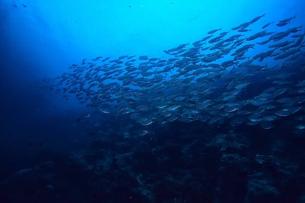 Scad Pamb Unter Wasser Meer Ökosystem Große Fischschwärme Auf Blauem — Stockfoto