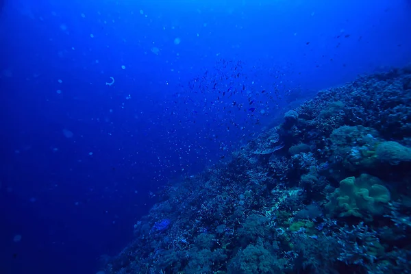 Marine Ecosystem Underwater View Blue Ocean Wild Nature Sea Abstract — Stock Photo, Image