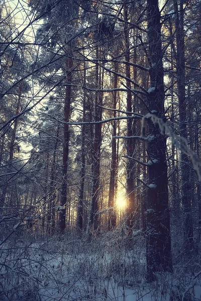 冬季景观在森林 雪的天气在一月 美丽的景观在雪的森林 — 图库照片