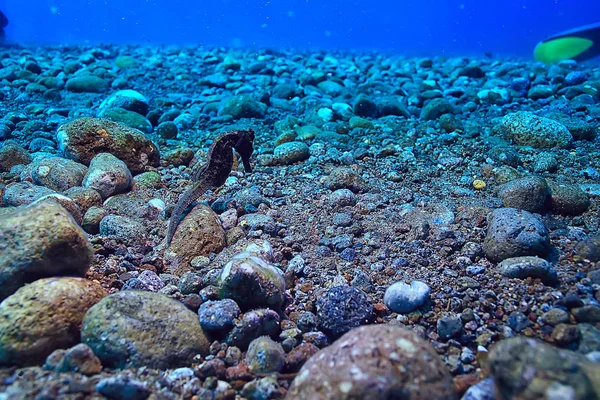 Подводный Мир Дикая Природа Синего Моря Мировой Океан Удивительные Подводные — стоковое фото