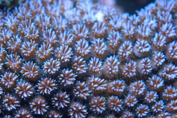 サンゴ礁のマクロ テクスチャー サンゴ礁の抽象的な海洋生態系の背景 — ストック写真