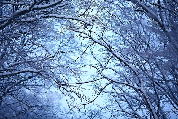 Abstrakte Hintergrund Landschaft Winter Wald Frostbedeckten Ästen Schnee Wetter Weihnachten — Stockfoto