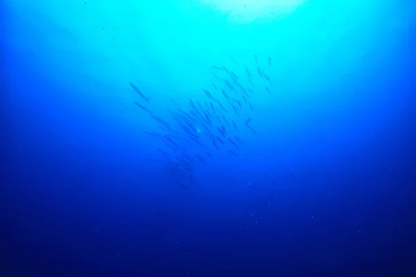 Onder Water Oceaan Landschap Onderwaterwereld Scene Blauwe Idylle Natuur — Stockfoto